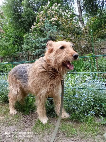 Мухтар ищет семью в Москве фото 17