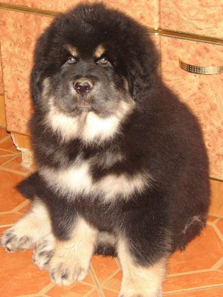 Тибетский мастиф - лучший страж на территории в Москве фото 95