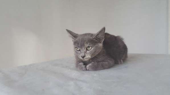 Котенок в добрые руки в Москве фото 26