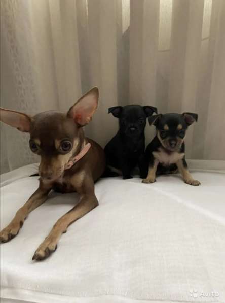 Русский той - терьер в Москве фото 5