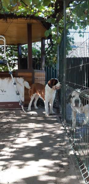 Щенки сенбернара в фото 34