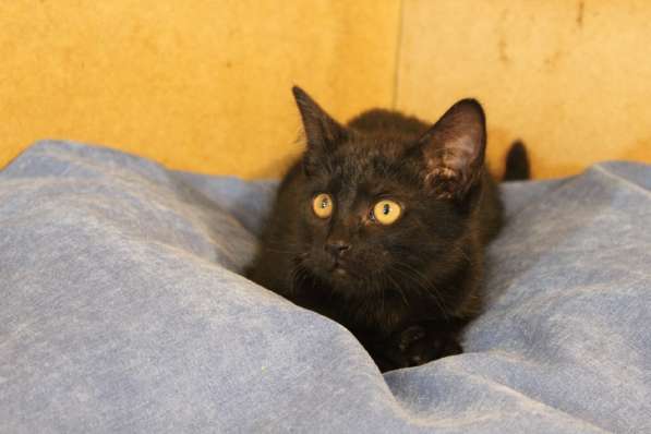 Грациозные угольно-черные котята в Санкт-Петербурге фото 23