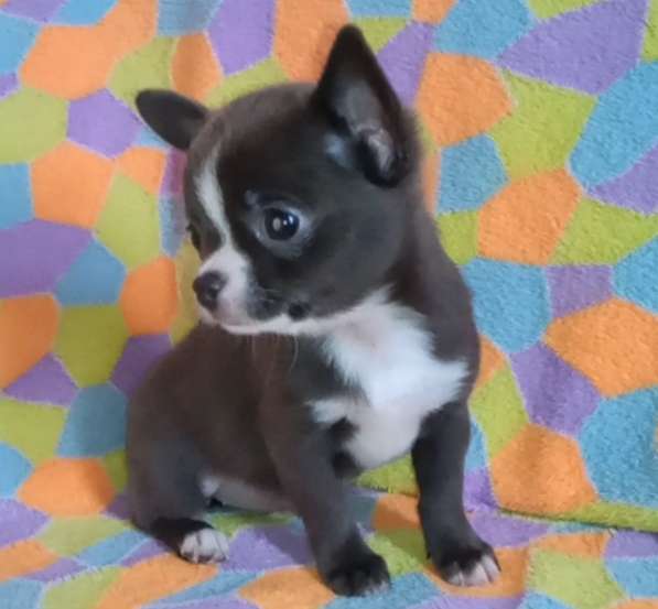 Чихуахуа. Blue