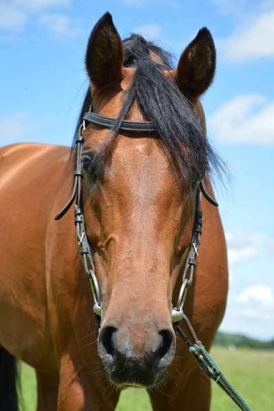 Чистокровный арабский жеребец в Рязани фото 3