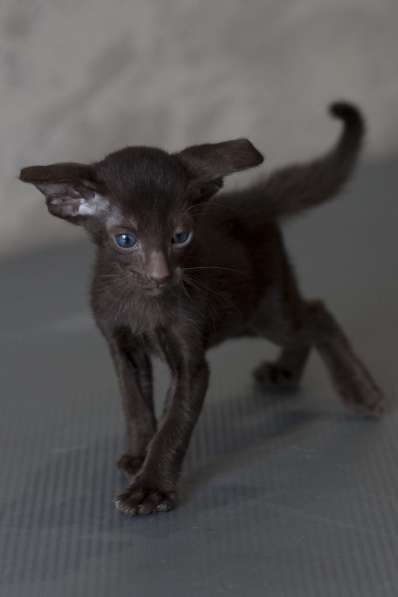 Ориентальные котята