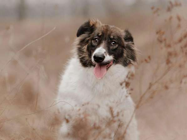 Пушистая красавица Электра ищет семью в Москве фото 21