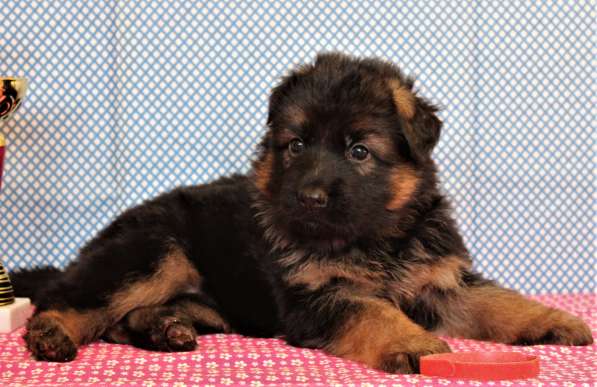 Щенки овчарки Питомник в фото 37