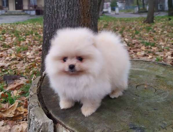 Pomeranian spitz. Mini girl в 