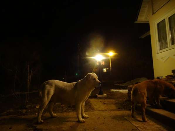 Щенки Среднеазиатской овчарки в Москве фото 20