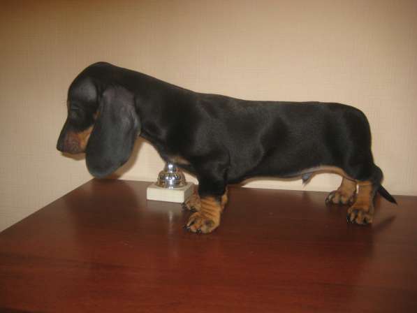 Щенок таксы стандартный