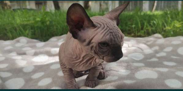 Канадский сфинкс мальчик голый в фото 9