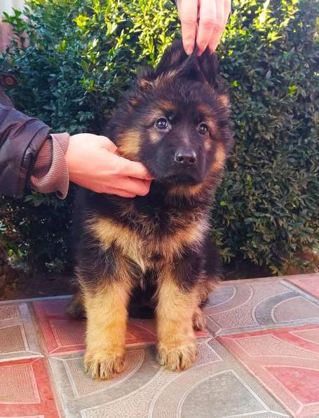 Щенки овчарки Питомник в фото 31