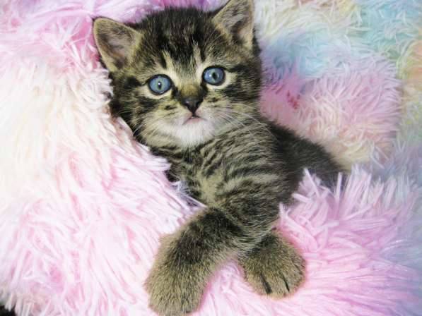 Котята!!! Открыты к резерву в фото 16