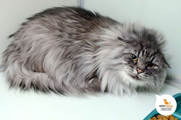 Котик Капитан в Москве фото 5