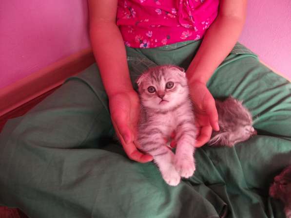 Вислоухие девочки в Симферополе фото 9