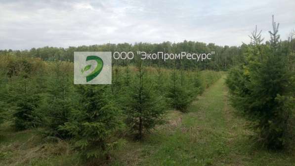 Срезанные новогодние живые сосны, ели в Очере фото 7