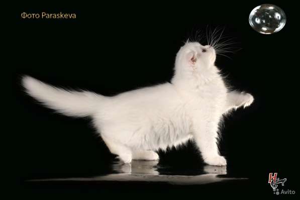Котенок - счастье в дом в Санкт-Петербурге фото 6