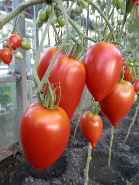 Семена томата ЛЕГЕНДА ТАРАСЕНКО - 20шт в Новосибирске фото 9