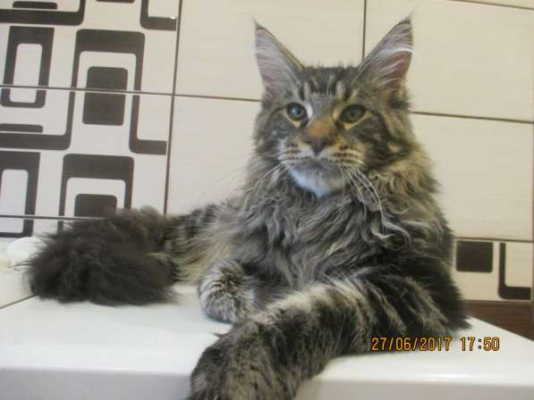 Взрослые девочки из питомника, возможно в совладение в Екатеринбурге фото 21