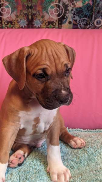 Стаффордширский терьер МАЛЬЧИК в Москве фото 15