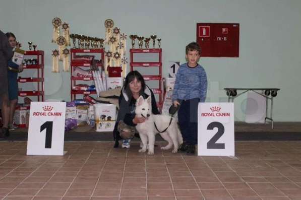 Щенки БШО в Москве фото 62