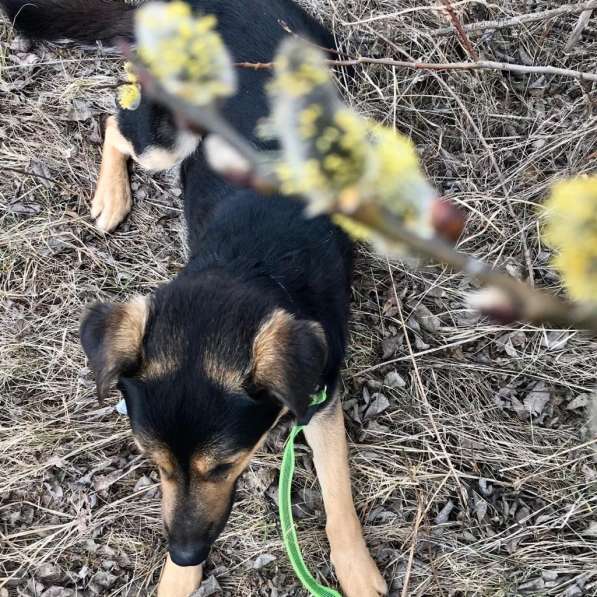 ПЕС, КОТОРОГО НИКТО НЕ ЗАМЕЧАЕТ!!!! в Пушкино фото 9