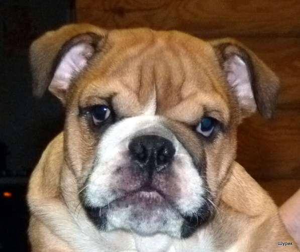 Продаю щенков английского бульдога в Москве фото 10