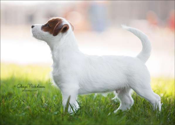 Джек рассел щенки в Санкт-Петербурге фото 10