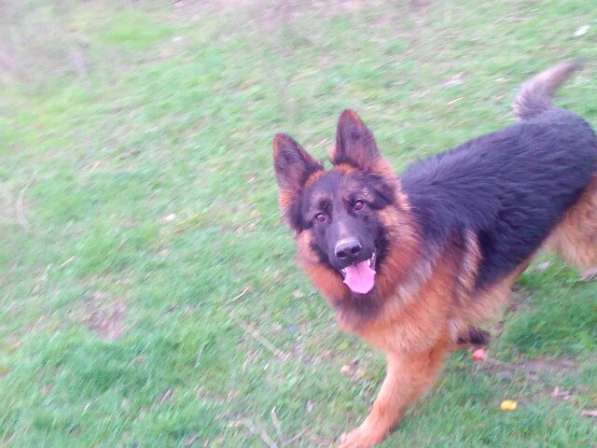 Отличный Кобель немецкой длинношерстной овчарки в Алуште фото 22
