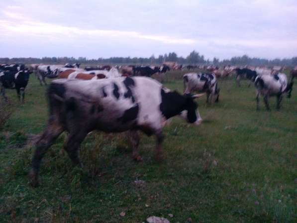 Коровы на убой высшей категории в Магнитогорске