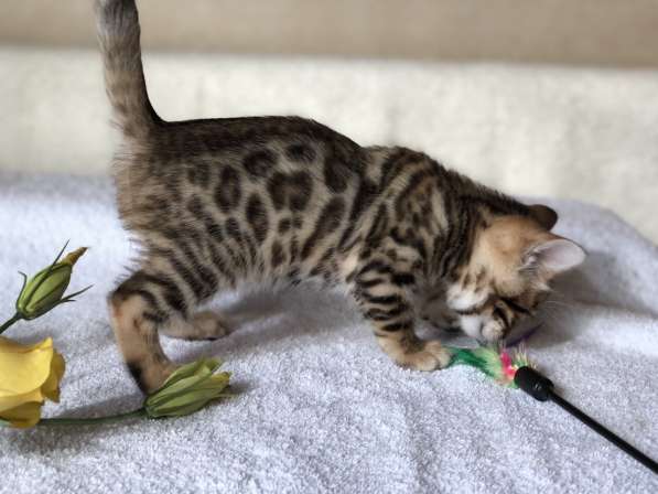 Предлагаются Бенгальские котята из питомника с документами
