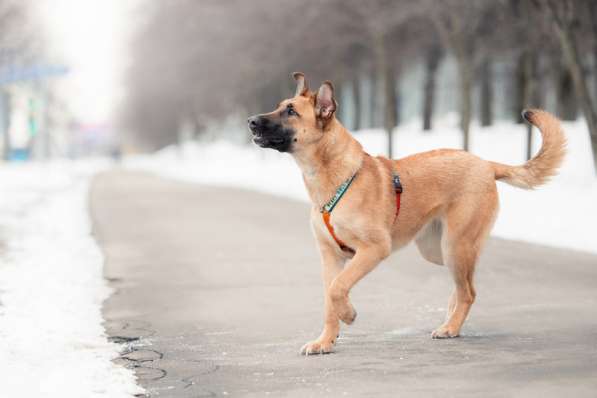 Чудесная Бриа ищет семью в Москве фото 14