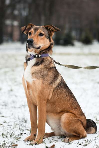 Очаровательная собачка компактного размера в Санкт-Петербурге фото 51