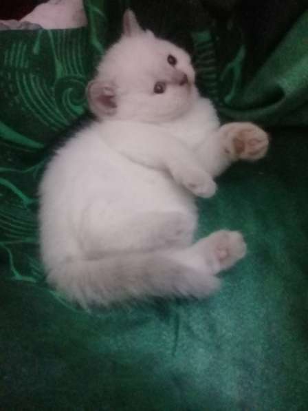 Шотландские котята в Санкт-Петербурге фото 15