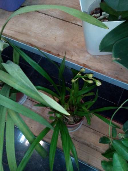 В наличии орхидеи цветущие и не цветущие в фото 19
