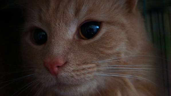 Котик в поиске дома в Москве фото 9