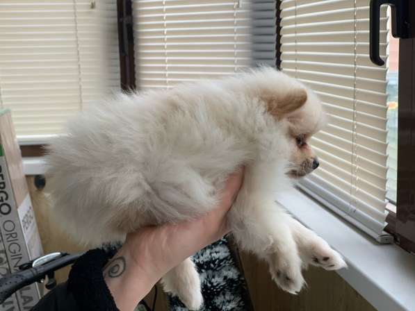 Шпиц в Москве фото 3