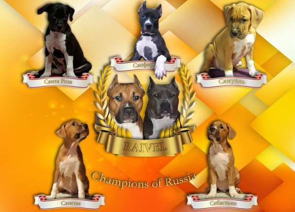 Щенки амстаффа в Москве фото 23