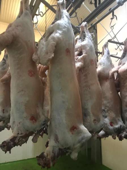 Продается мясо-колбасный бизнес в Румынии в фото 5