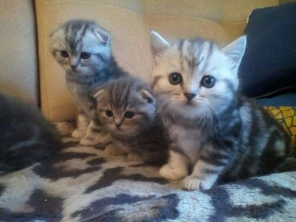 Коты на вязку, котята продаются в Иванове фото 5