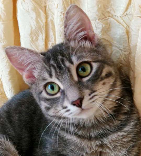 Котик в дар в Москве фото 3