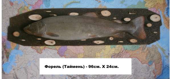 Сувенир для рыбака и охотника в Новосибирске фото 4