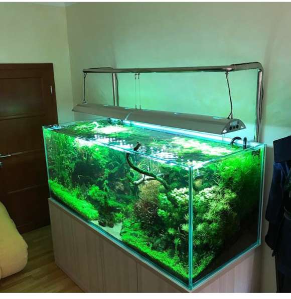 Аквариум с натуральными растениями и рыбками в фото 7