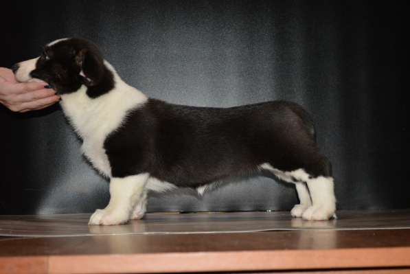 Щенок вельш корги кардигана мальчик в Москве фото 9