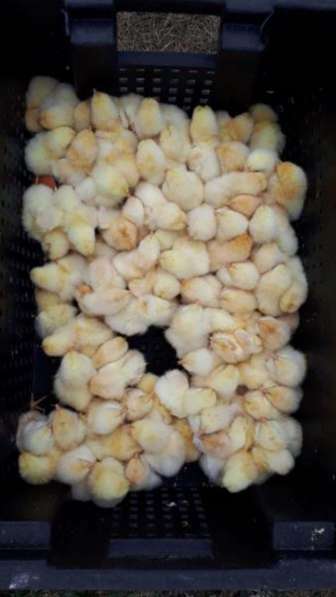 Суточные цыплята на корм животным, заморозка в Екатеринбурге