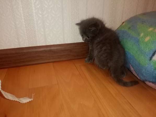 Продажа британских котят в Москве фото 3