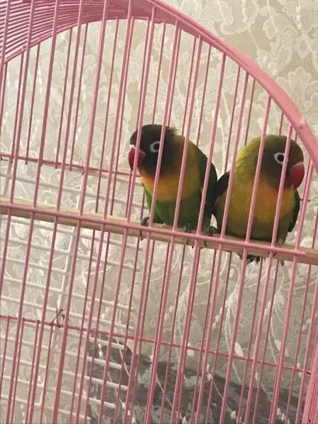 Масковые попугаи в Майкопе фото 3