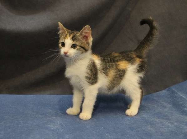 Котенок-ангелочек в Санкт-Петербурге фото 21