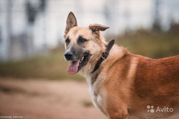 Верный друг и охранник Гром, молодой активный пес в Москве фото 4