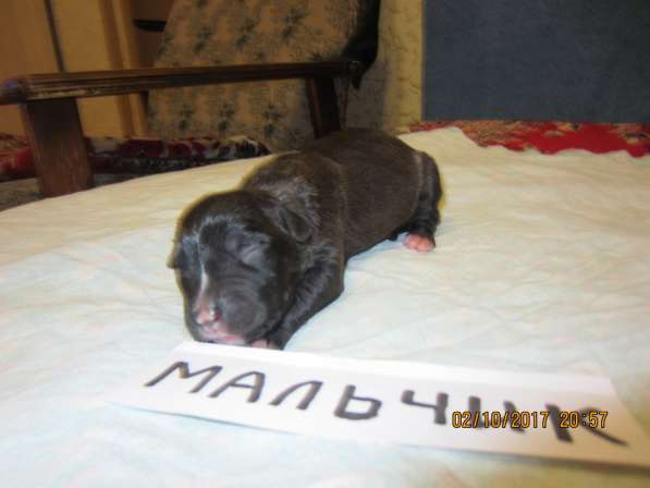 Щенки в Ульяновске фото 16